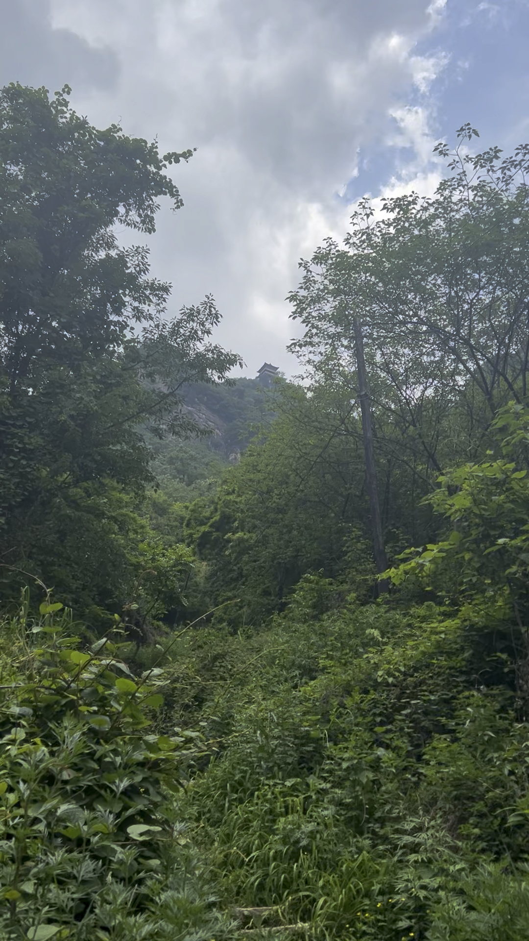 鸟语花香,秦岭西岔沟美景