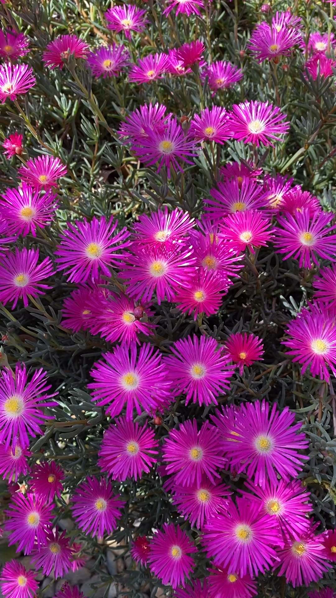 家里养的美丽日中花也叫松叶菊午后每一个花瓣都撑直了接受阳光的照耀