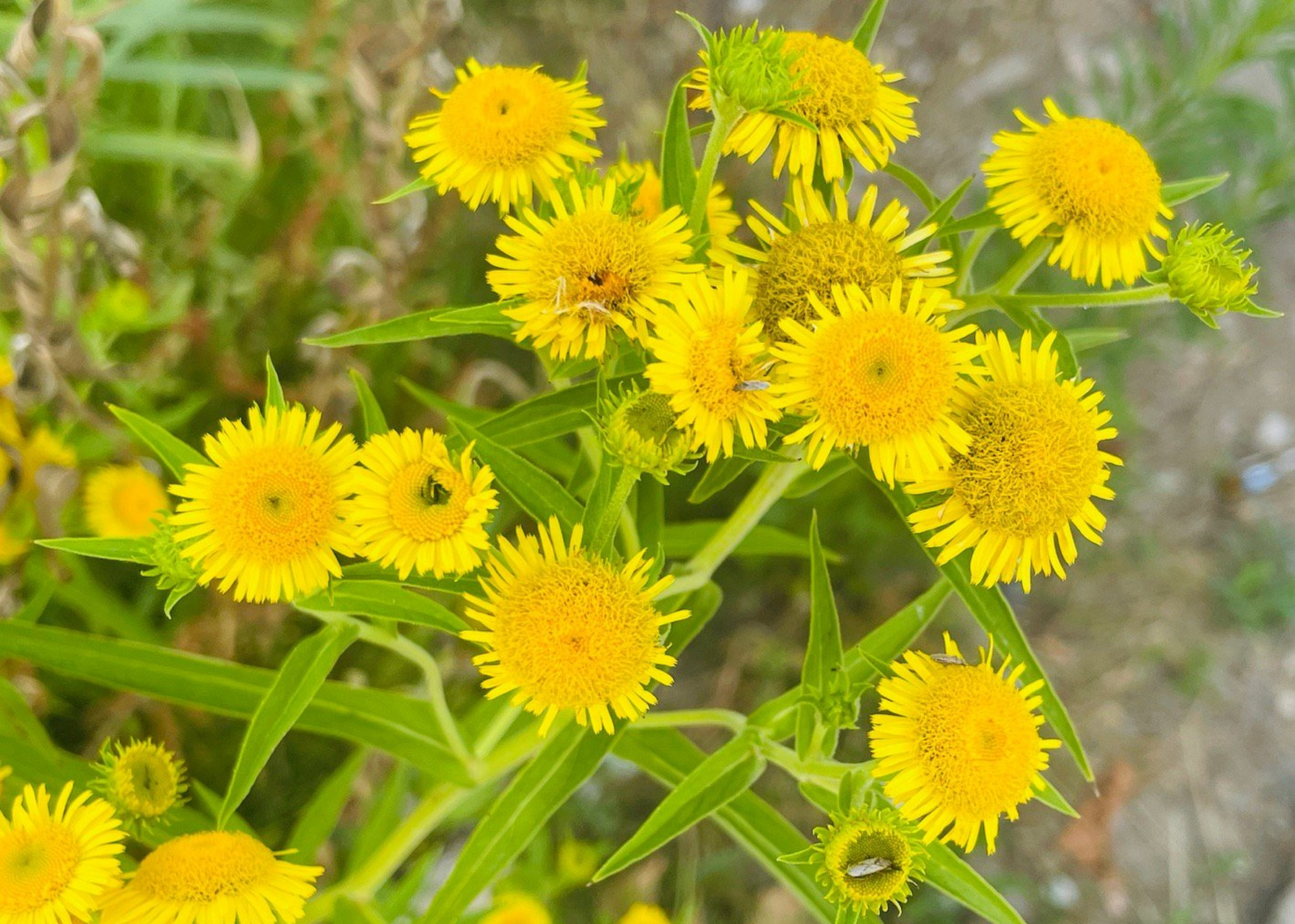 旋覆花是菊科旋覆花属植物.茎被长伏毛,或下部脱毛;中部叶长圆形,长圆