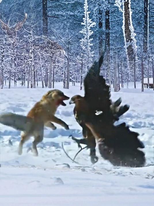 这是什么鸟狼都怕它?野生动物零距离