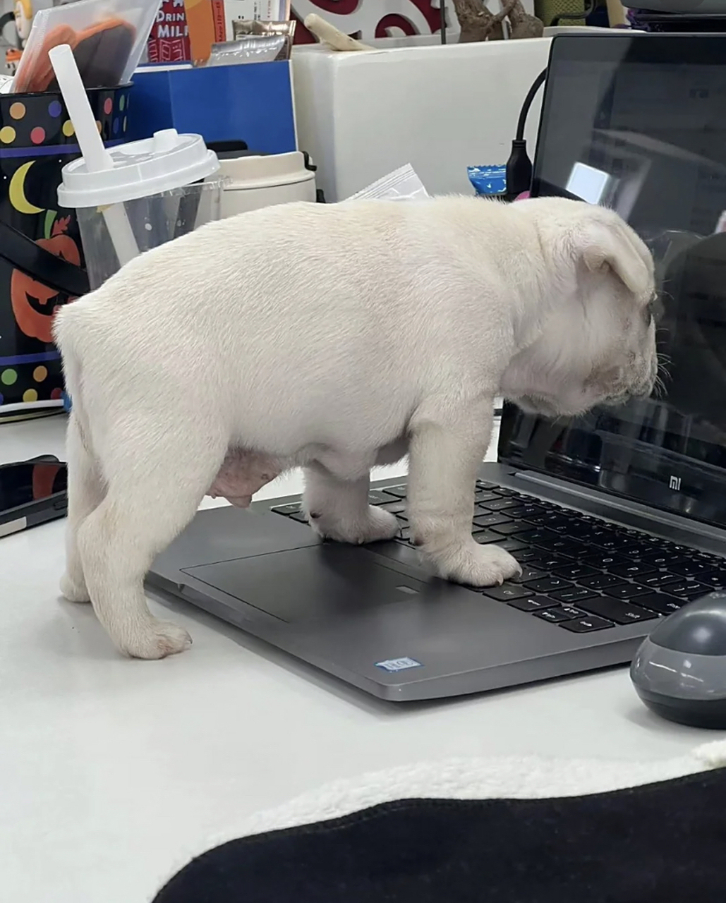 我的论文写的狗看了都摇头吗