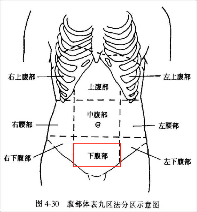 上腹部疼痛位置图图片