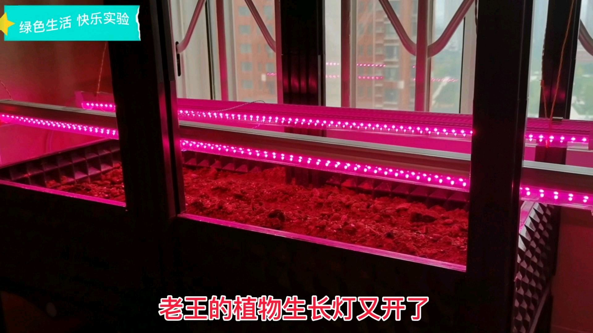 阳台种菜第二波(2):四季小香芹终于发芽,钻出土面