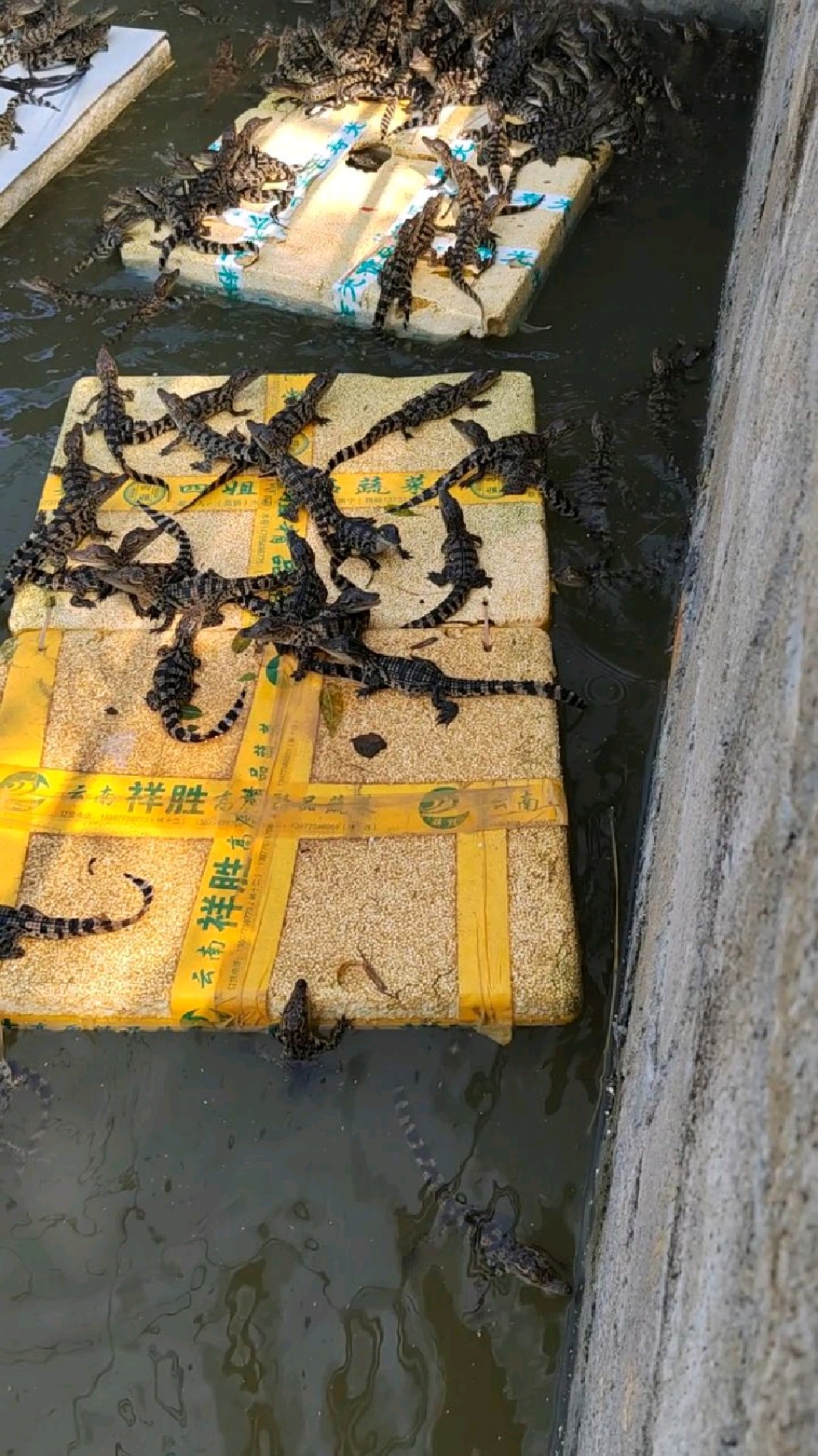 人工养殖小鳄鱼,是不是有点像壁虎?