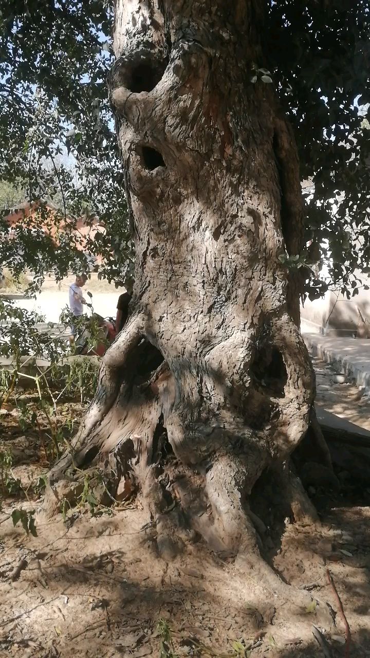 古老沧桑的刺冬青,绵延几百年辣-度小视