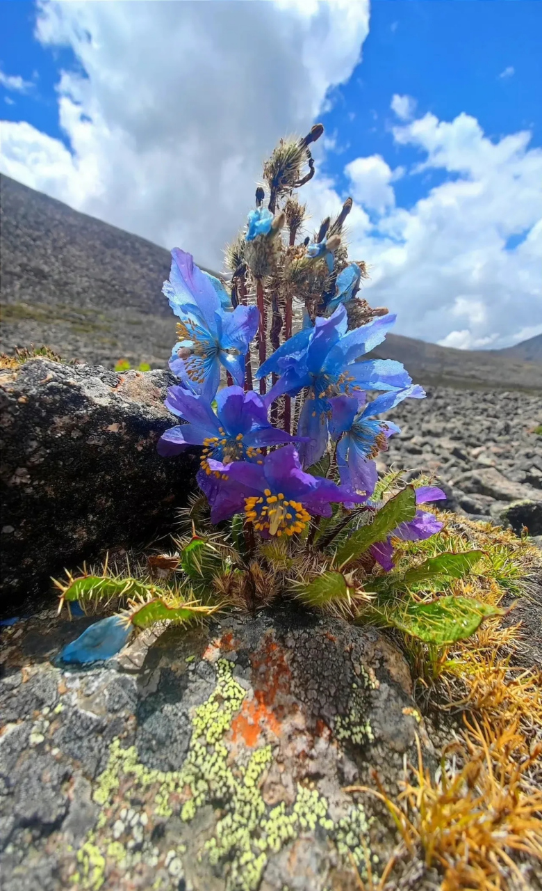 高原植物绿绒蒿,像蓝色的火凤一样开的张扬又自由绝色
