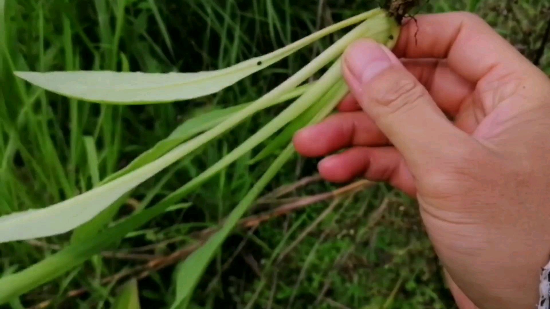 农村小伙去山里摘野菜,这种野菜你见过吗,还有听见了山鸡的叫声