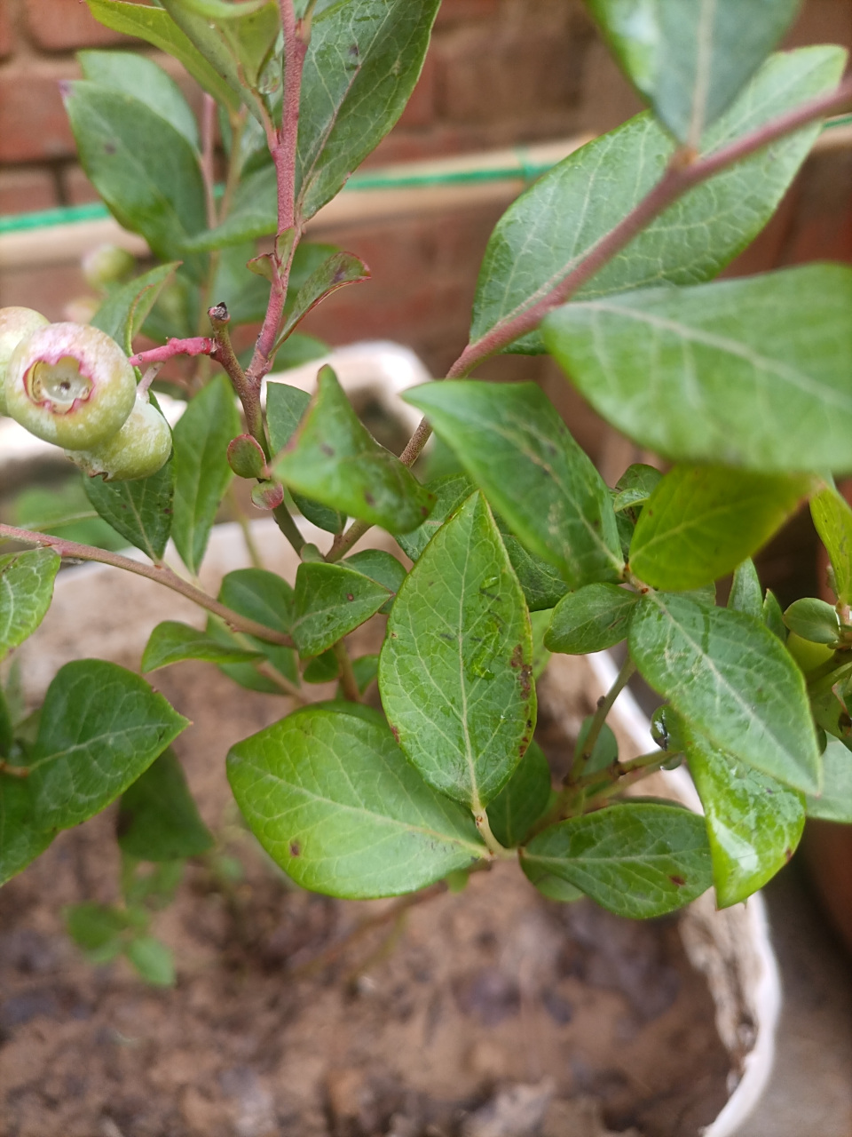 蓝莓长了好多斑点,这是得了什么病?怎么治?