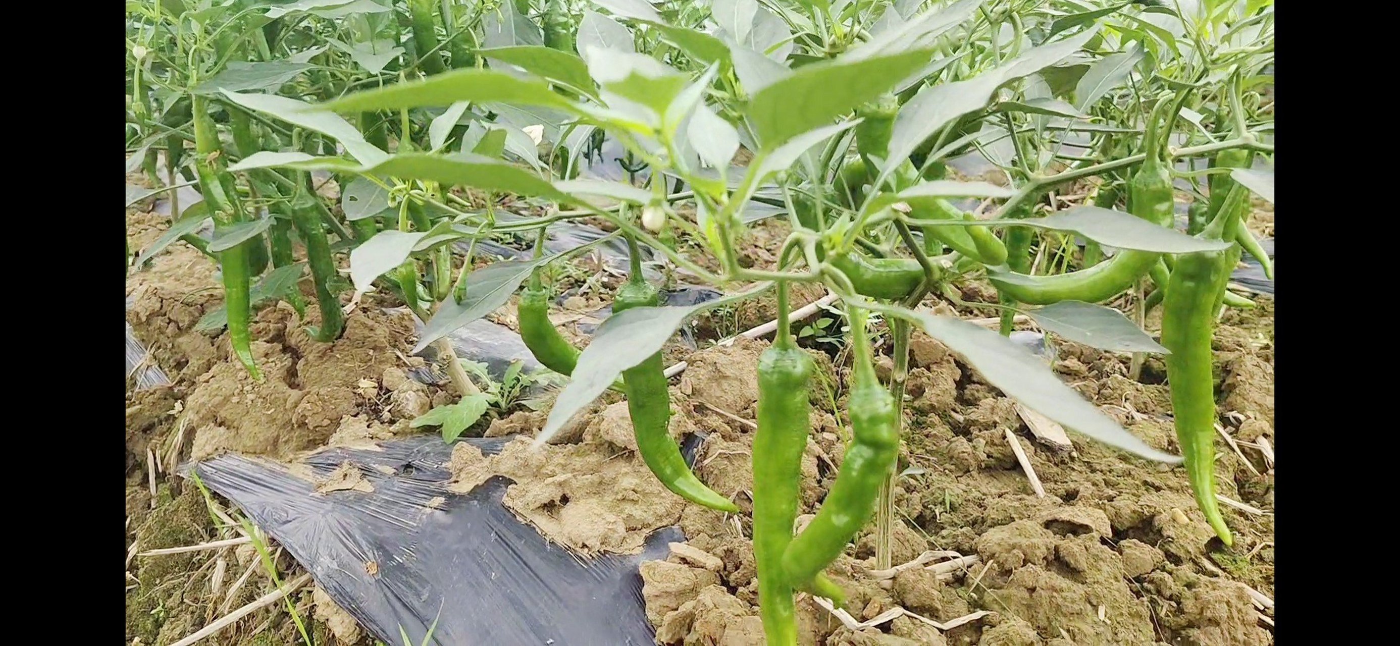 国槐花多少钱一斤收购