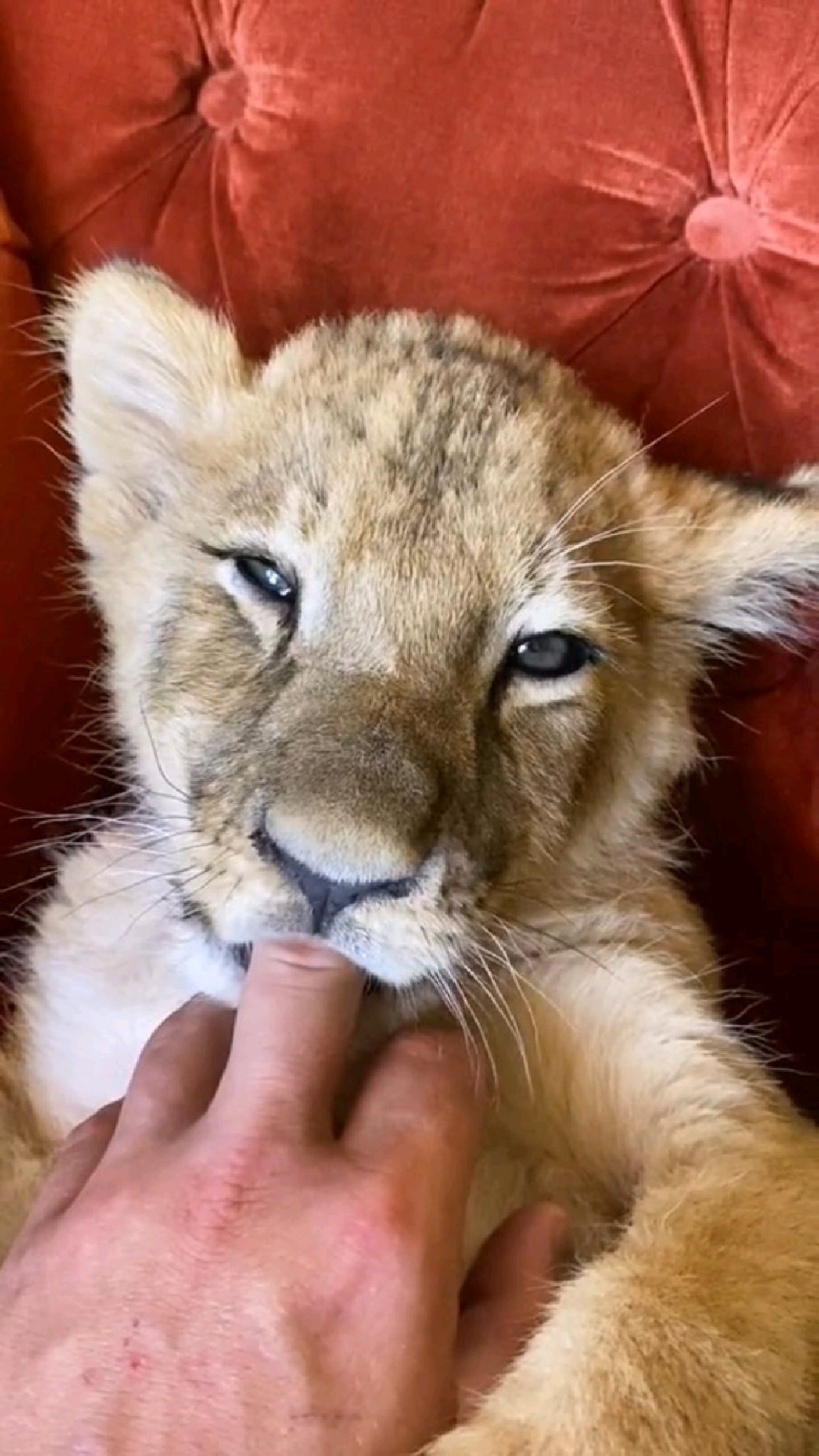 正吃奶的小狮子,太可爱了