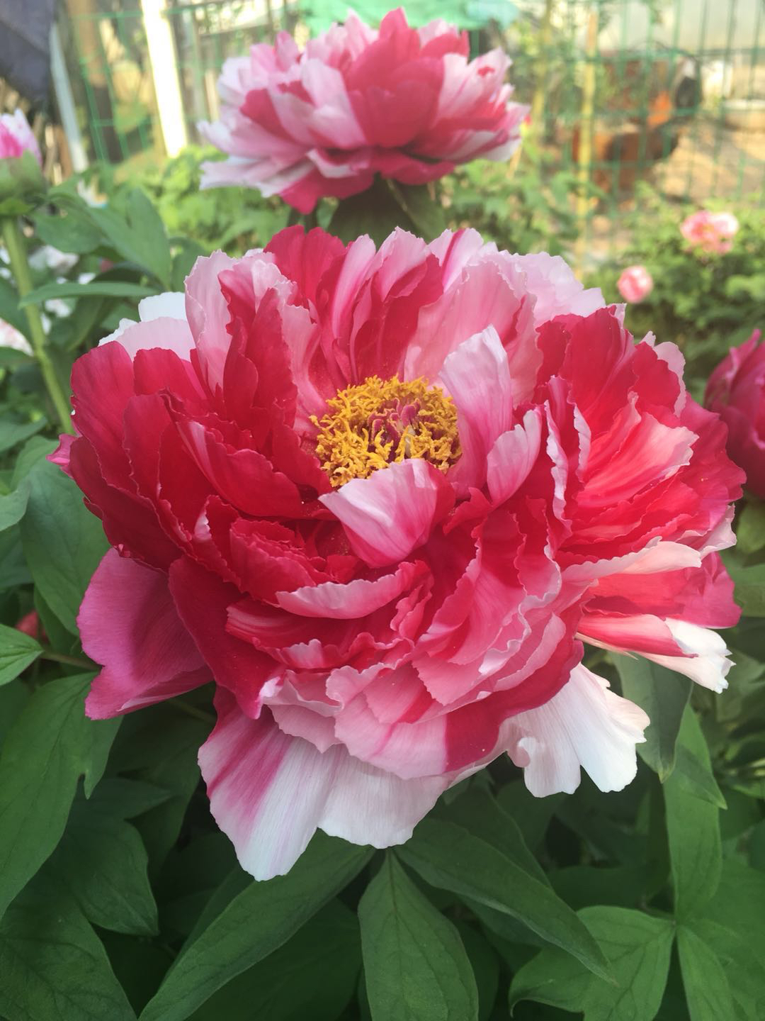 绚丽多彩的双色牡丹花