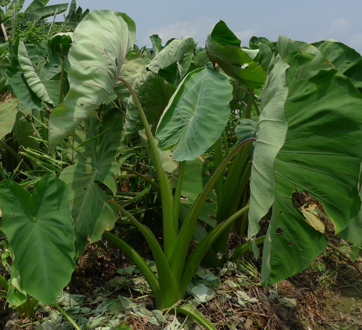 栽培芋头时,在生长阶段,水肥的管理和病害预防是关键