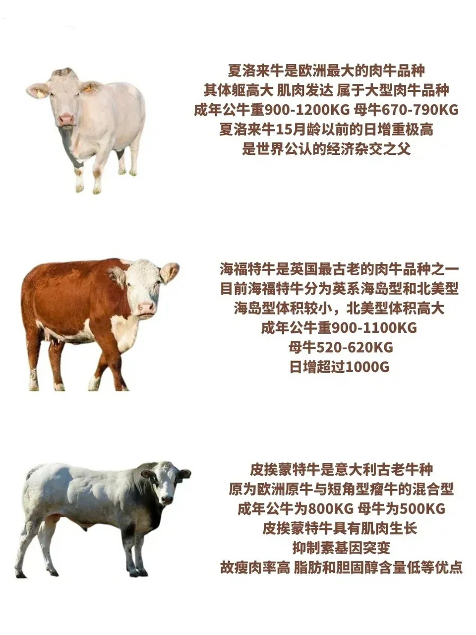 世界八大肉牛,牛肉作为人类主要的食品来源之一,肉牛的肉质和产量