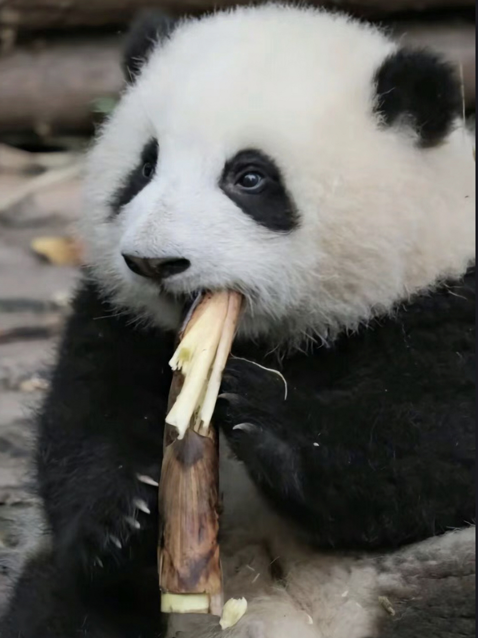 大熊猫吃东西时的样子图片