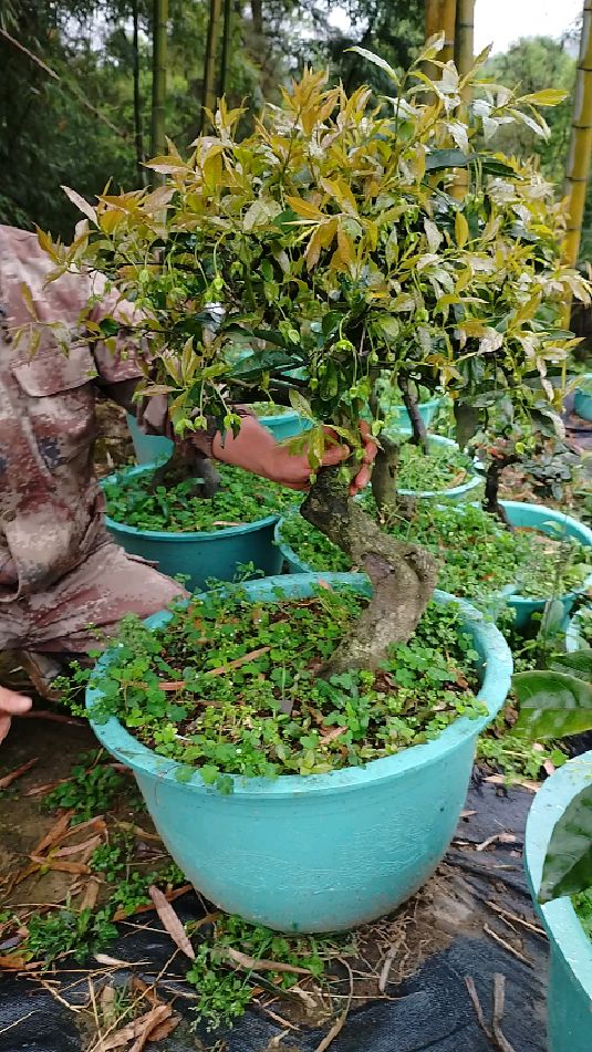 金弹子大灯泡果老桩