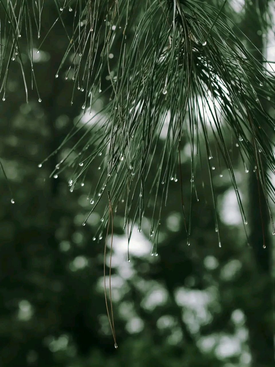 春雨霏霏图片