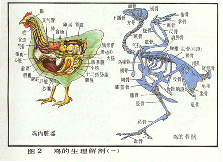 鸡的关节构造图图片