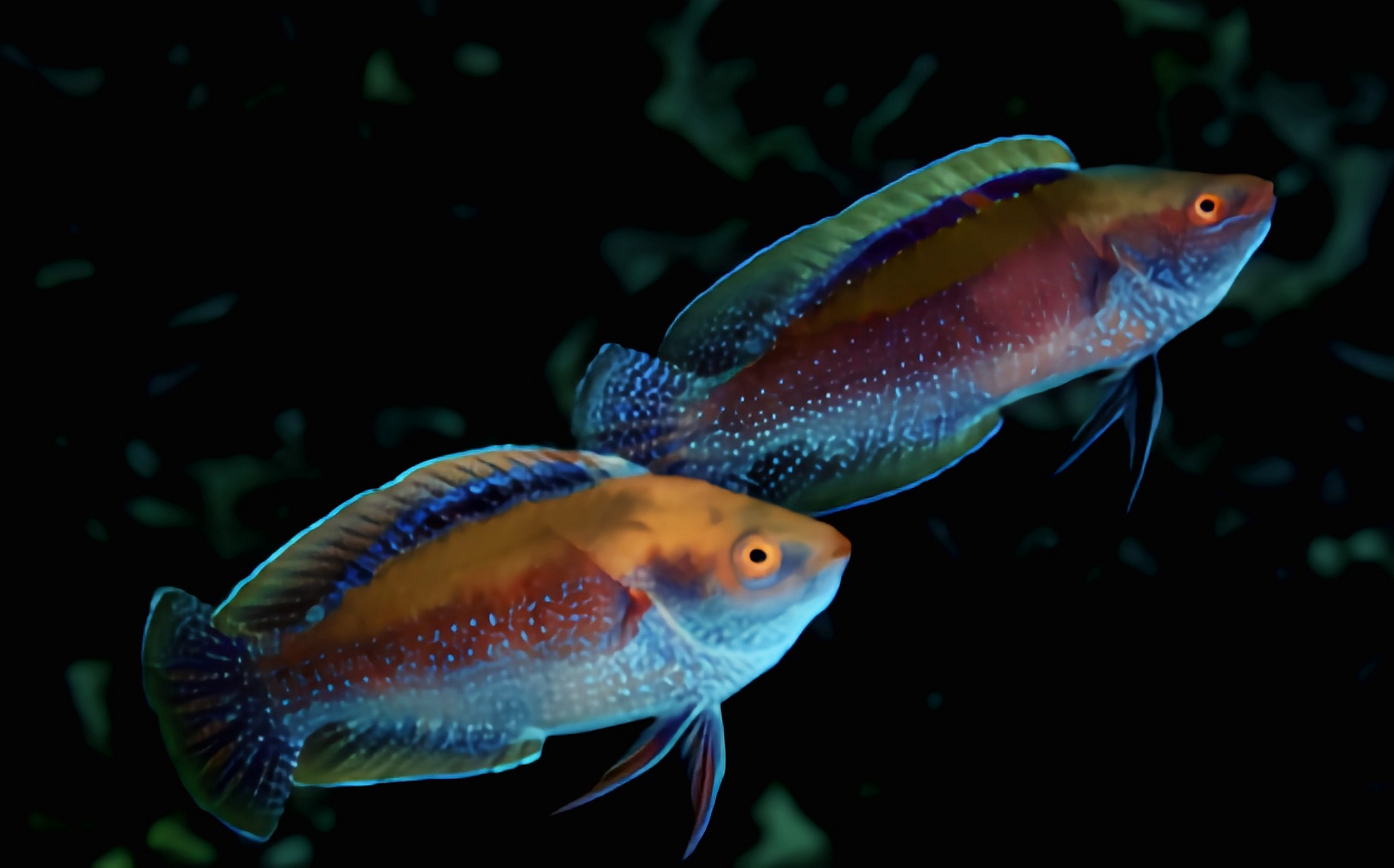 每天认识一种动物——斑点鹦鹉鱼 斑点鹦鹉鱼别名大斑丝鳍鹦鲷,原产于