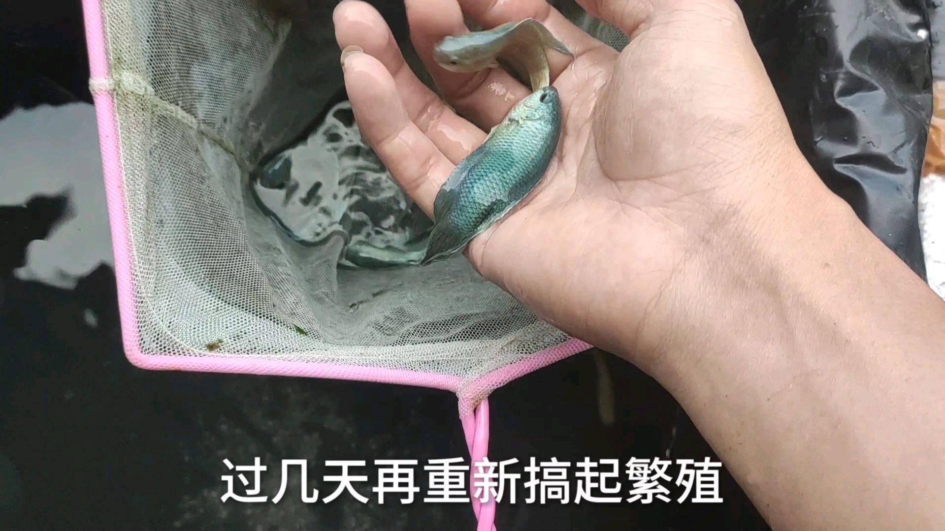 上次配对的斗鱼,全部给它们拆出来,过几天重新给它们配对