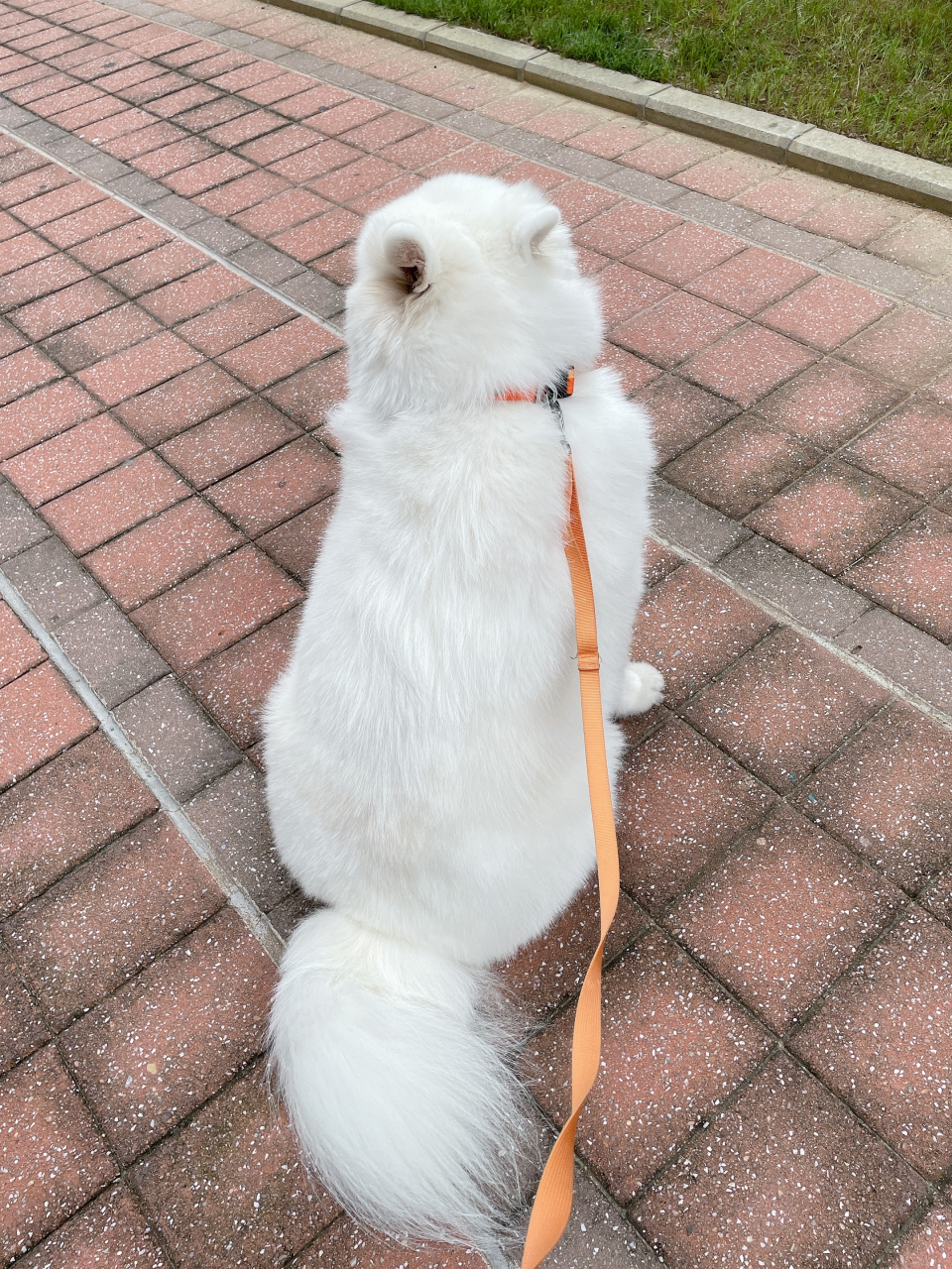 萨摩耶的背影有多可爱 #萌宠星探# #狗狗# #萨摩耶