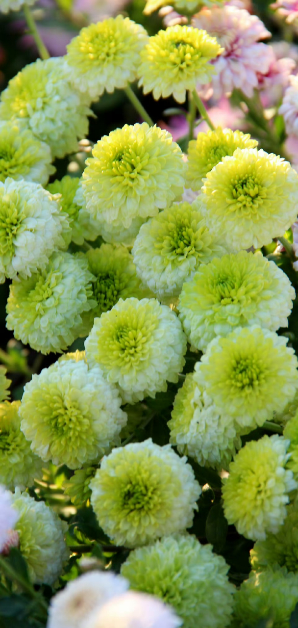 手机壁纸菊花爆满山又是一年菊开时.