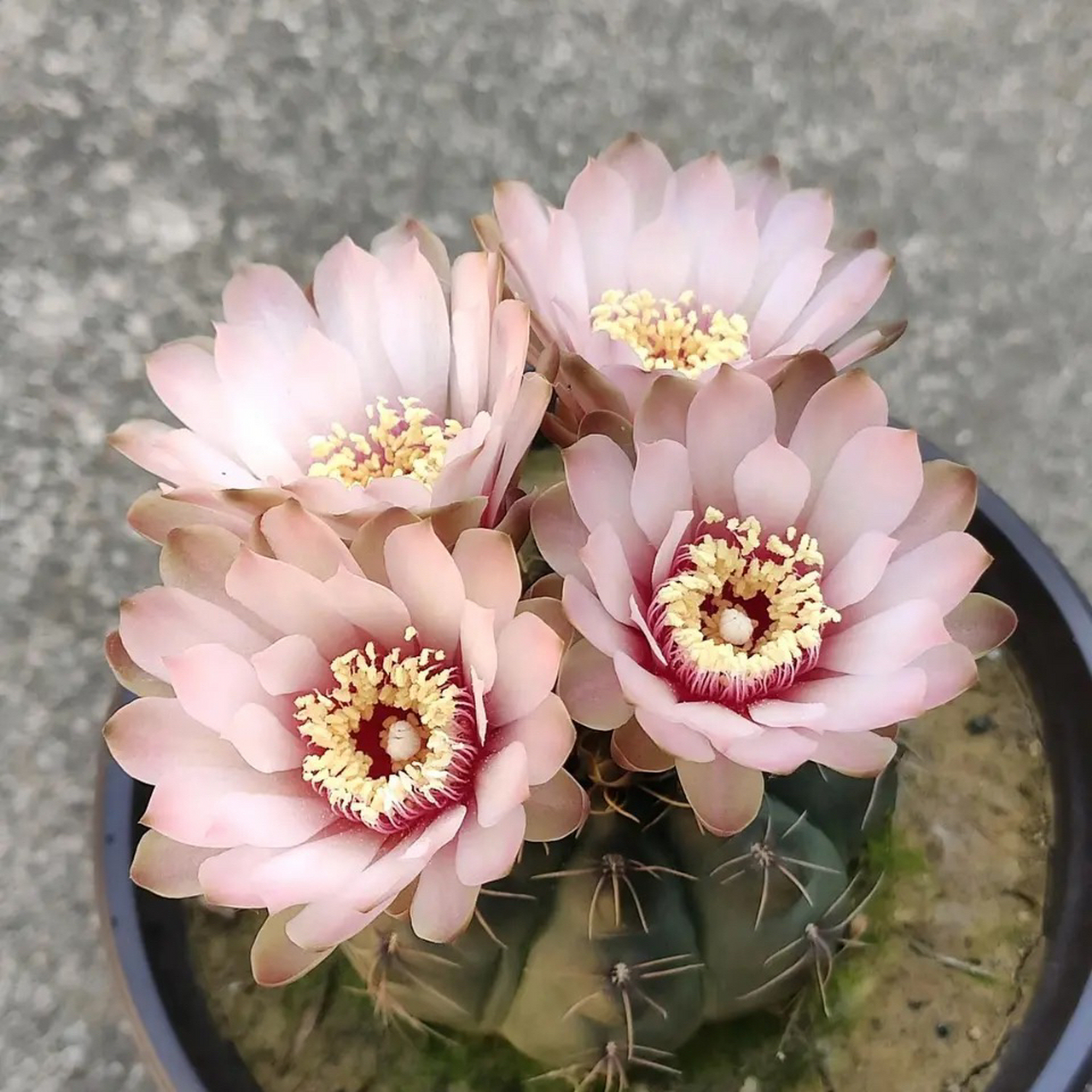 多彩绯花玉,话说绯花玉到底有几种花色啊