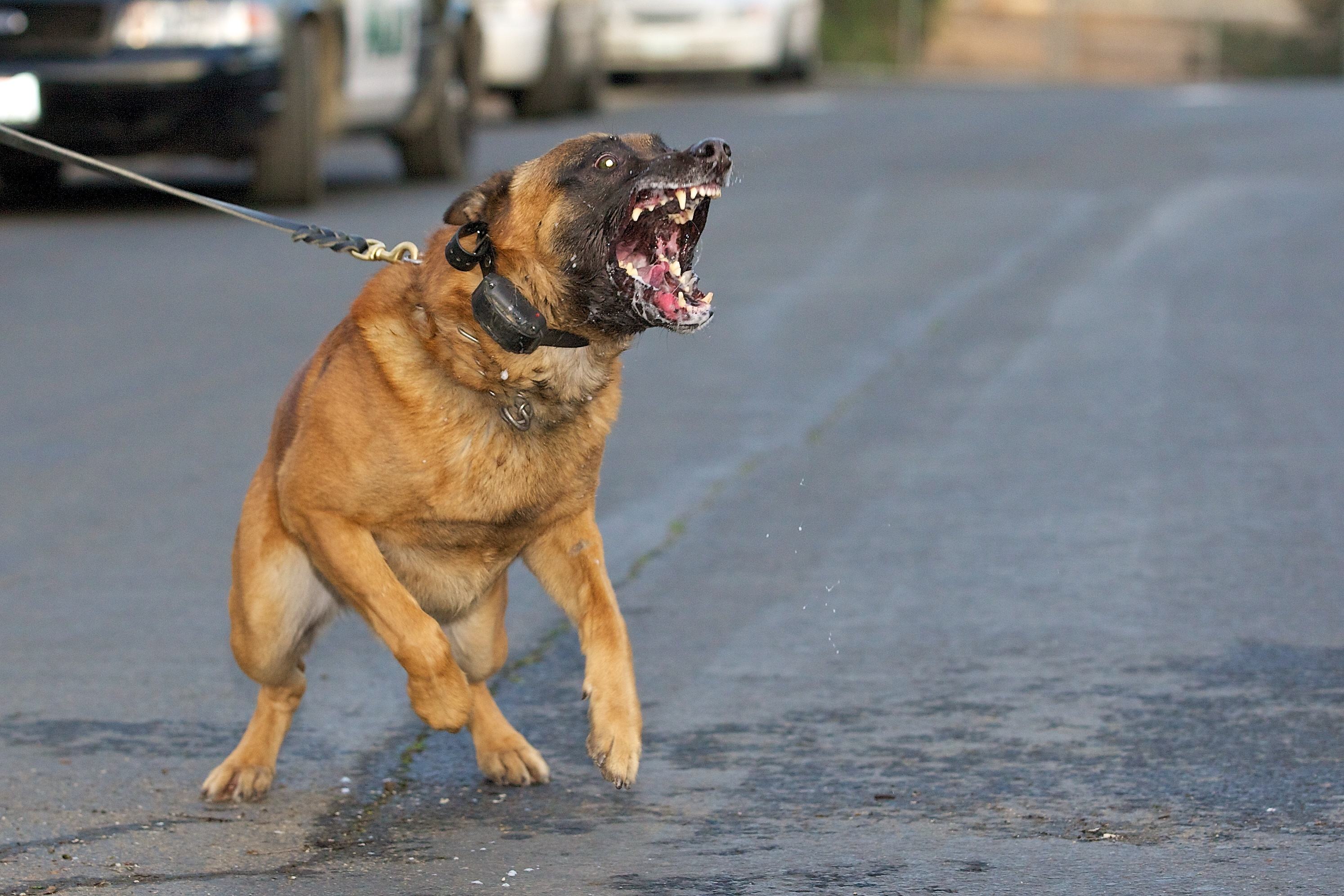 狗的哪个部位最脆弱?恶犬扑来我们应该打它哪里?