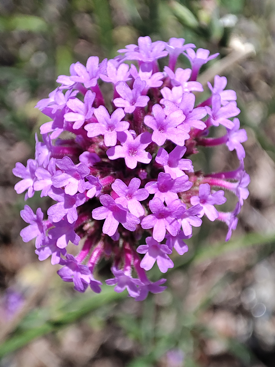 马鞭草花语是伸张正义与期待,不过不同颜色的马鞭草,它的花语也有所
