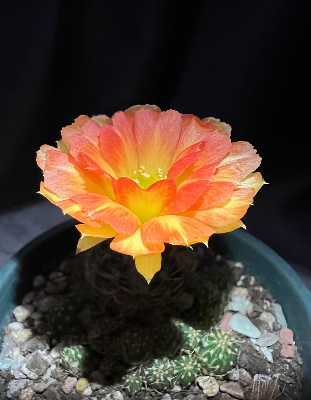 仙人球丽花,领养了一个嫁接的丽花仙人球,已经有花苞了,希望到我家不