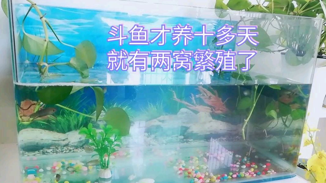 两窝都能看到小斗鱼了,有条公斗鱼跳缸外了真可惜