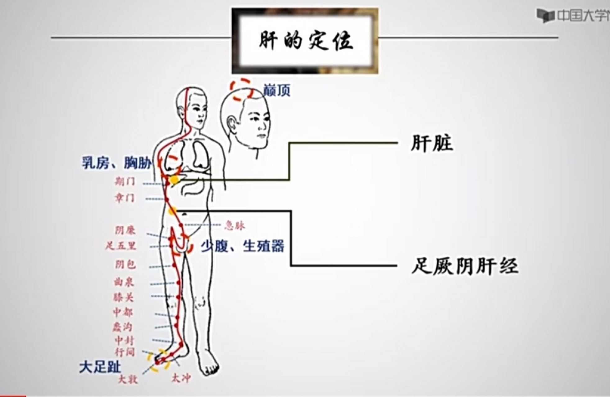 足底肝经的准确位置图图片