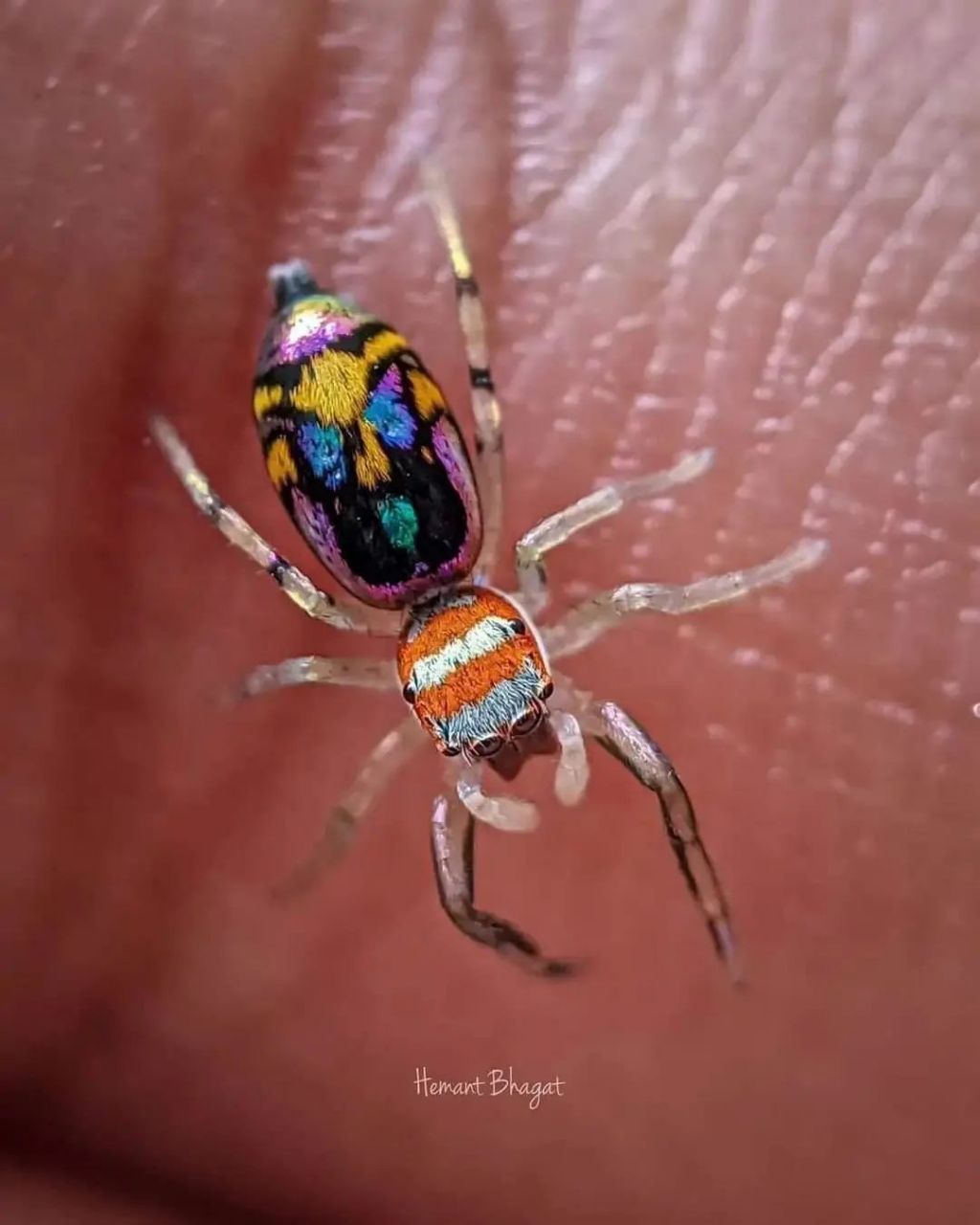 色彩缤纷的蜘蛛和宝宝众多的蜘蛛(狼蜘蛛)