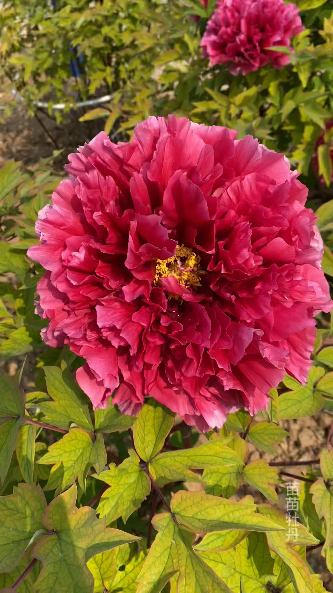 牡丹品种:花王,国色天香牡丹花