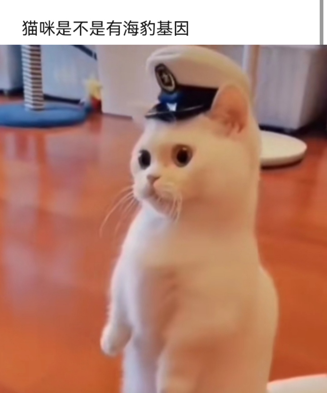 三只搞笑的猫咪:小心老子给你一枪