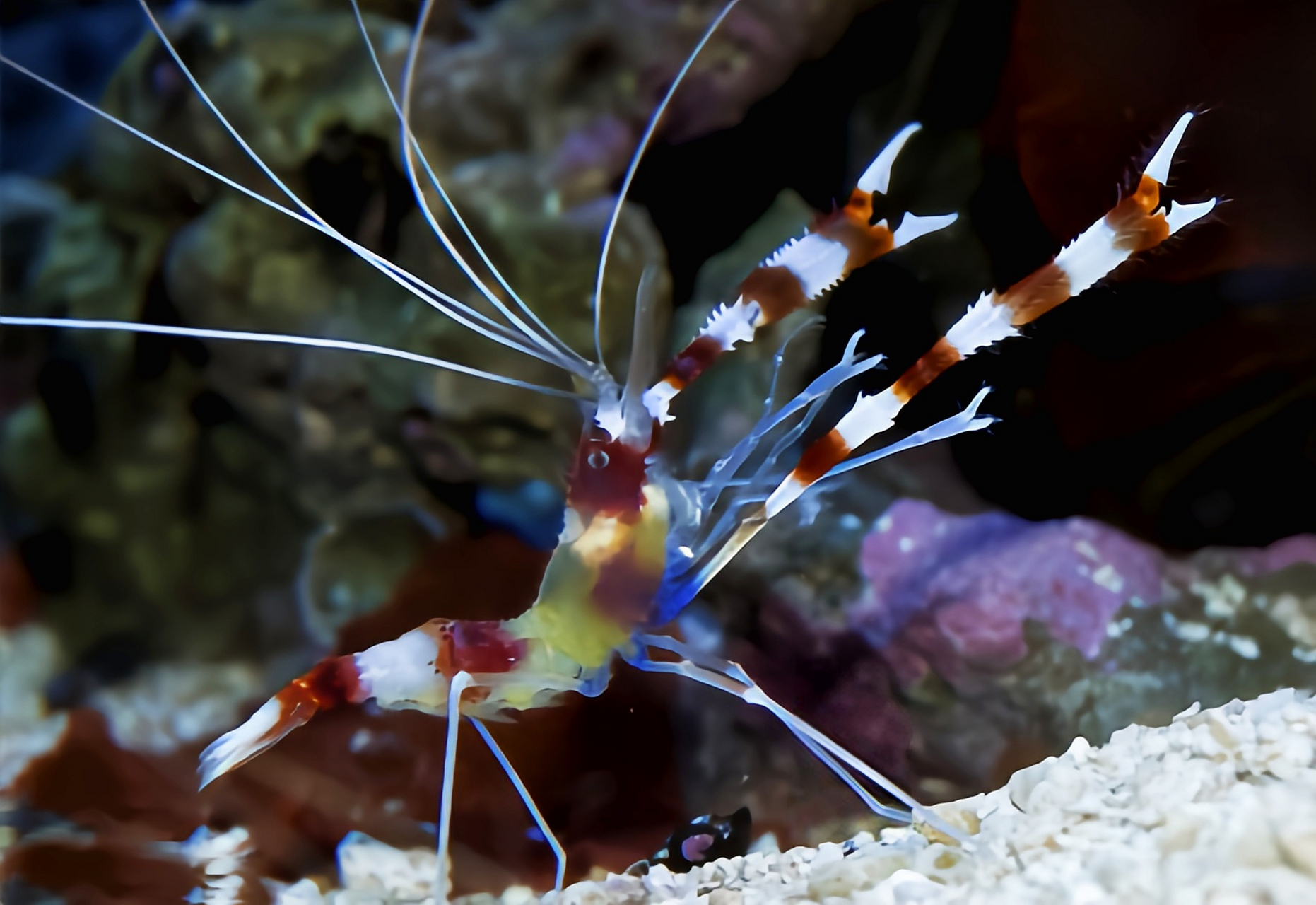 每天认识一种动物——美人虾 美人虾别名樱花虾,条纹清洁虾,原产于