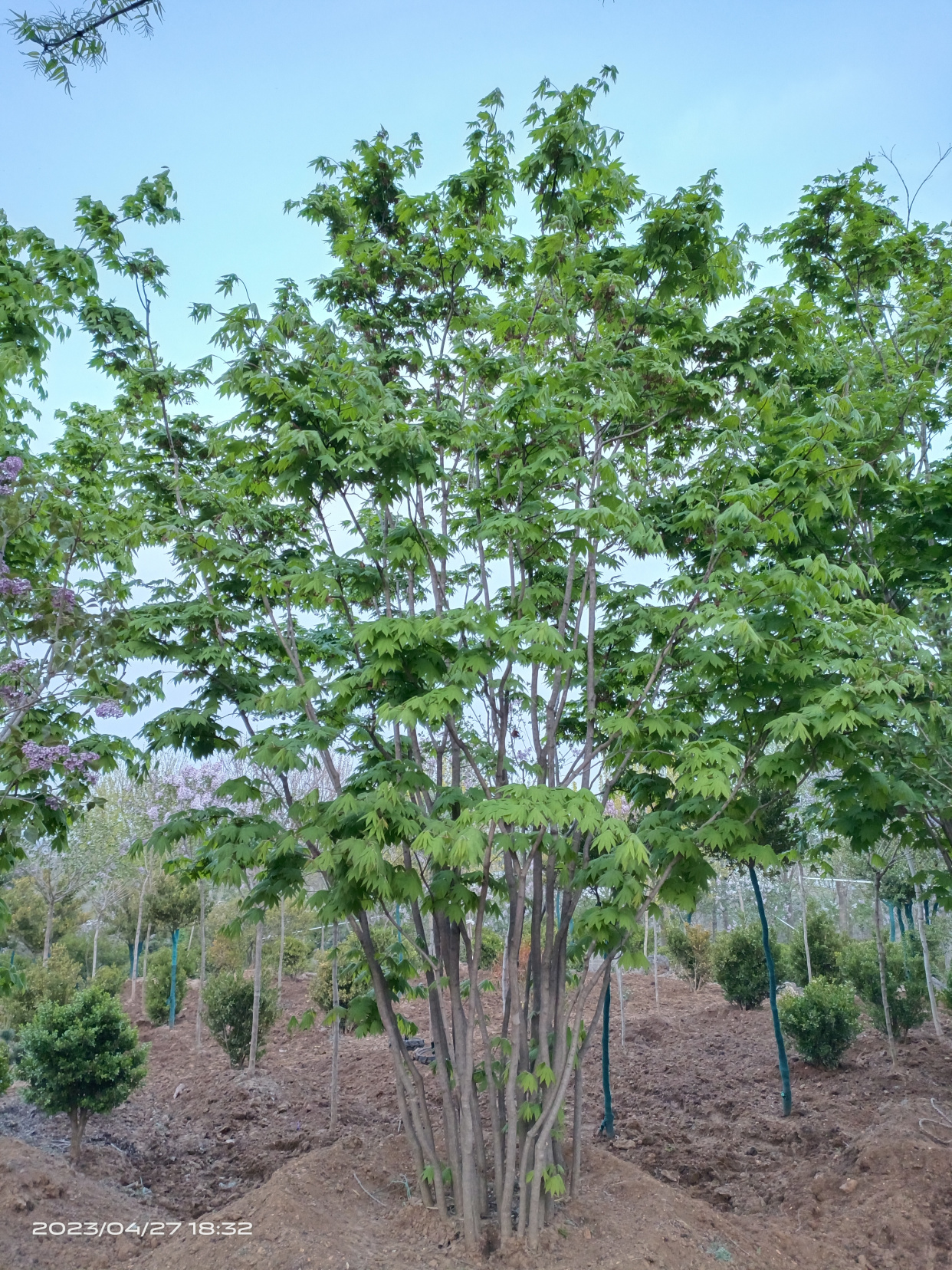 精品丛生九角枫