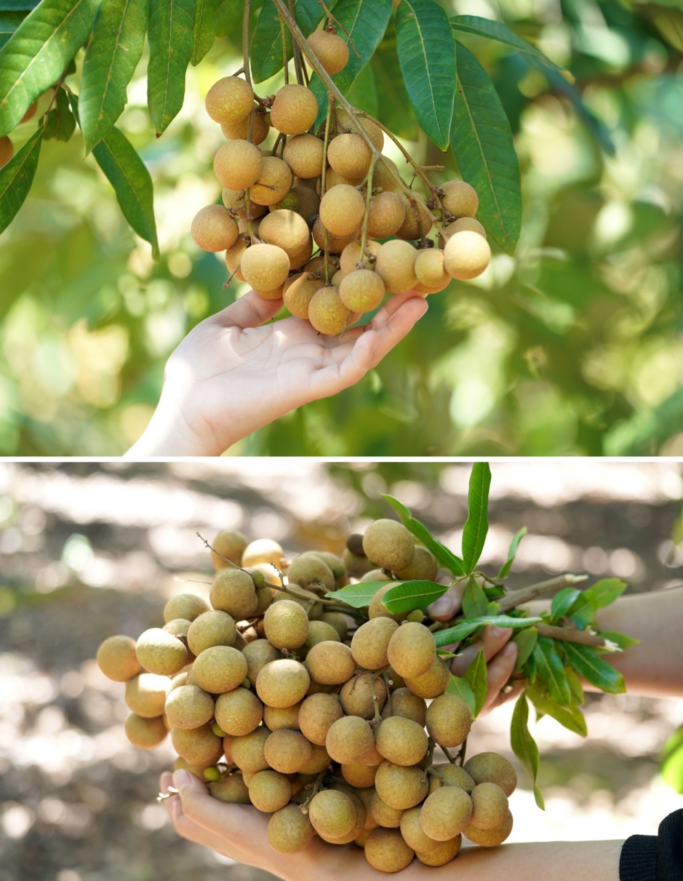 龙眼又叫桂圆,选了两个我个人最喜欢的品种分享给大家:1,储良果  个大