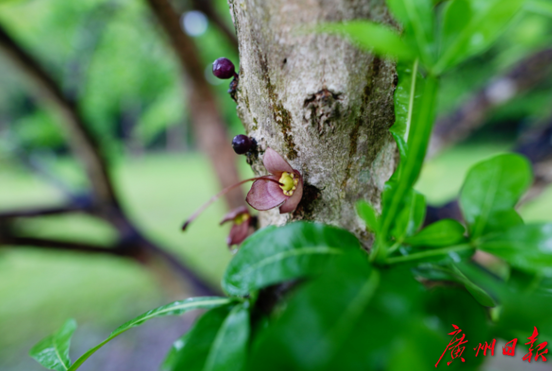 热带雨林老茎生花图片