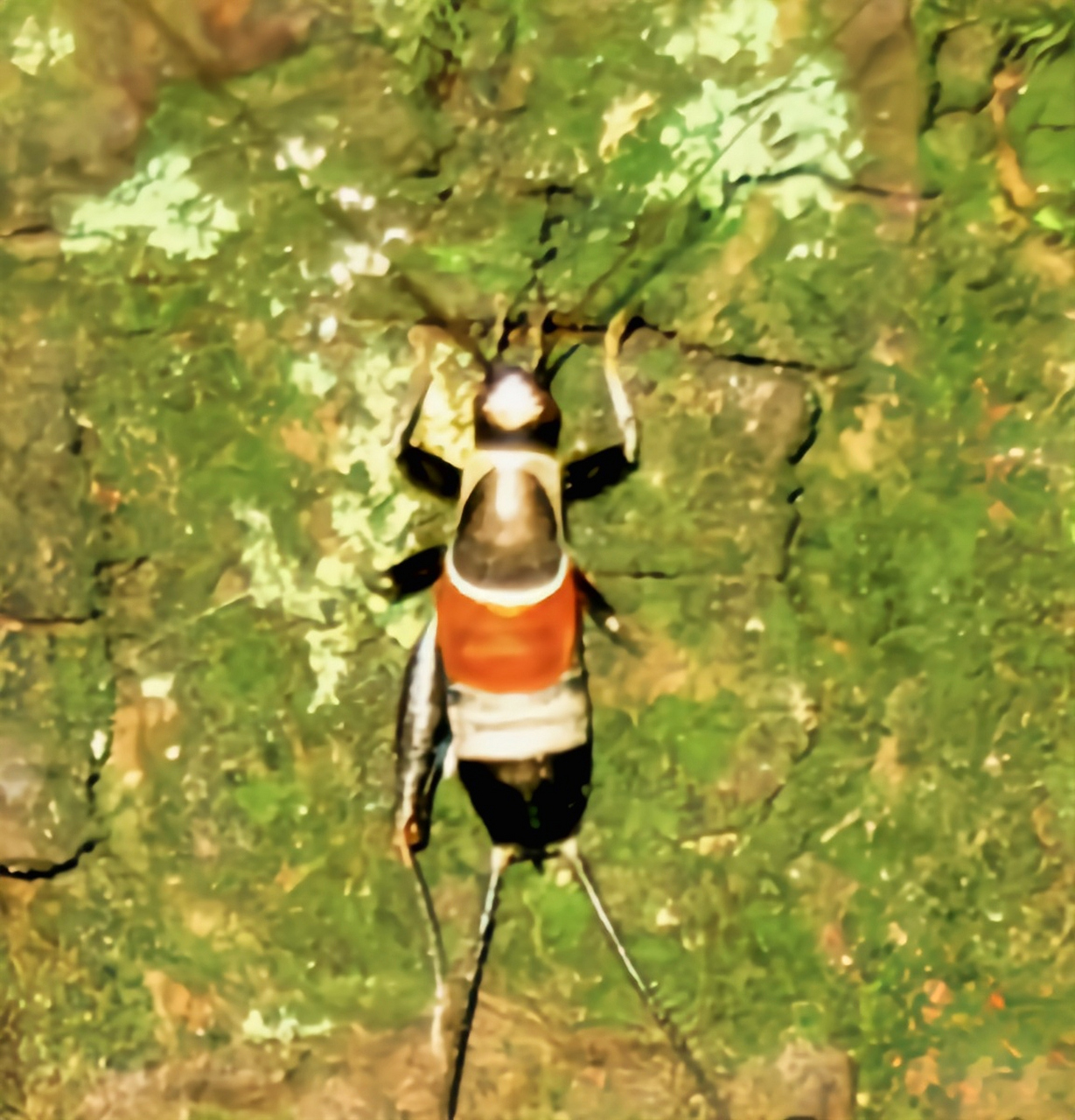 每天认识一种昆虫——山仙子 山仙子别名蛉魁,锤须真奥蟋是直翅目,癞