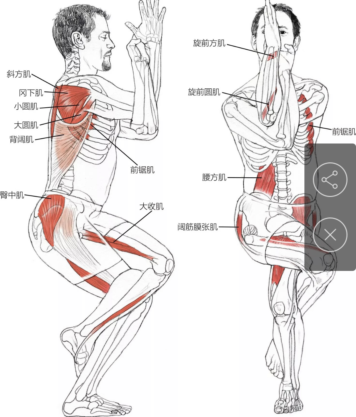 7个拉伸背部和臀部的瑜伽动作,让运动更高效,线条更漂亮!