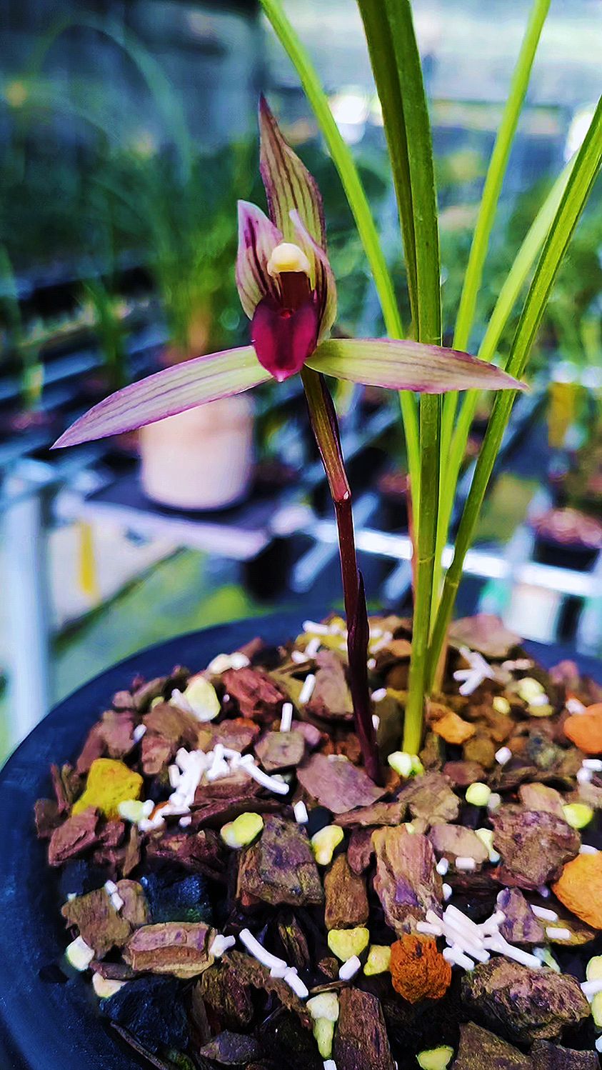 兰花滇红素开品