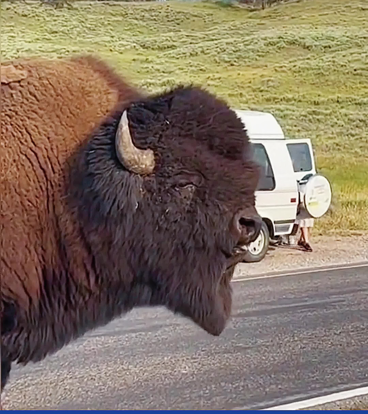 原来北美野牛的叫声是这样的,有点可爱-度小视