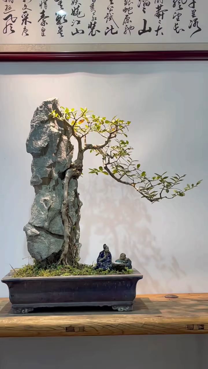 附石番石榴盆景