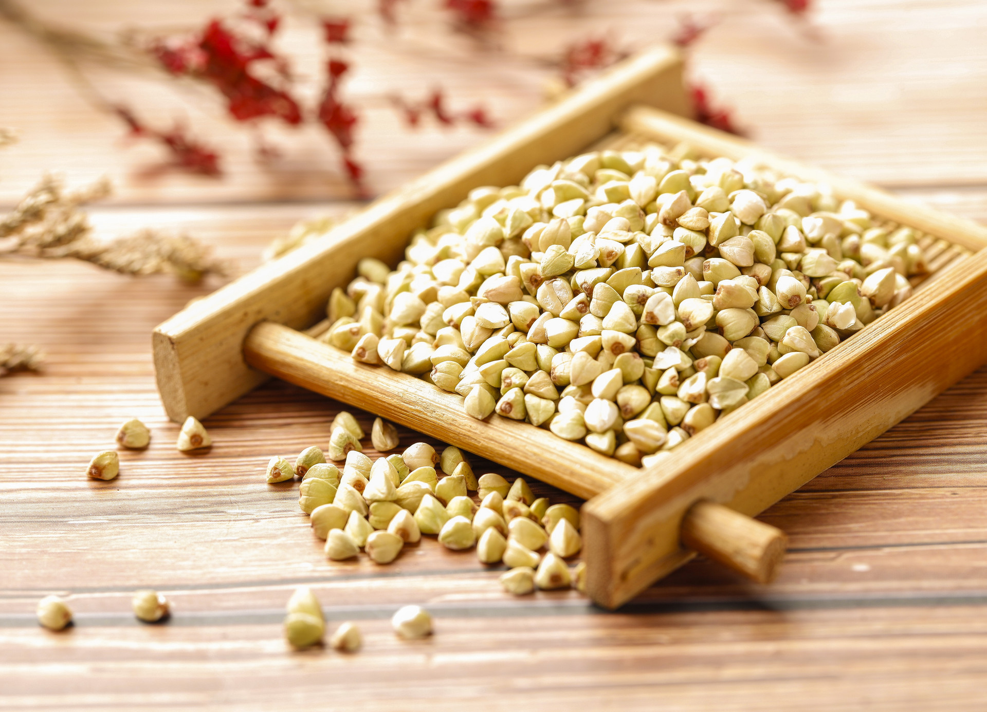 蓼科荞麦属植物——荞麦