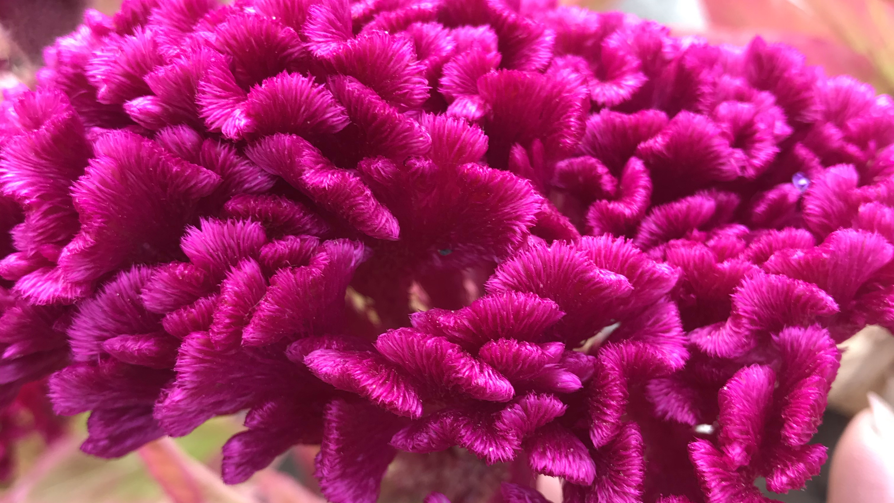 鸡冠花好看又好养,一起了解一下吧!