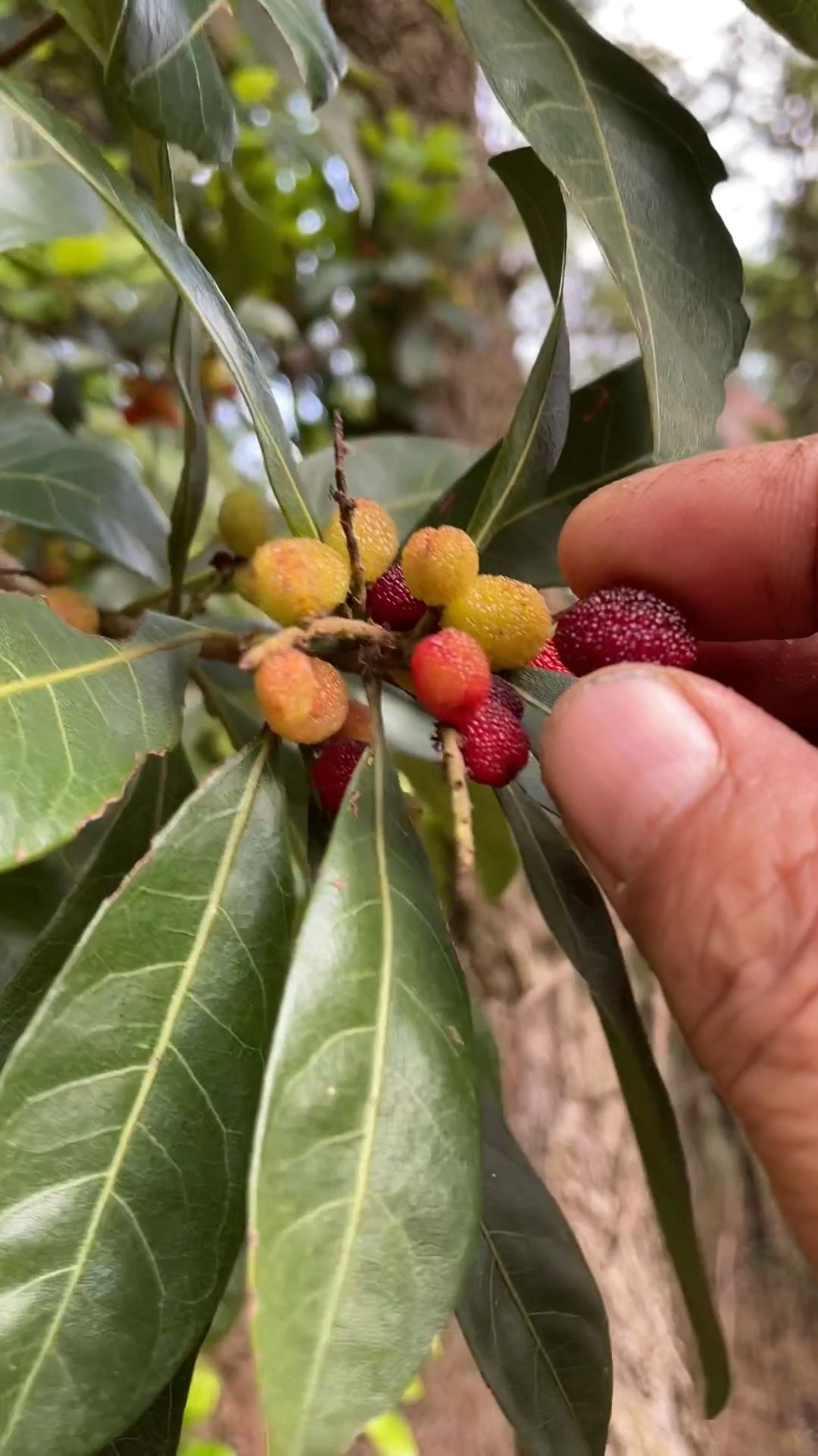 林哥偶遇野生杨梅,好是好吃,就是个头小了点
