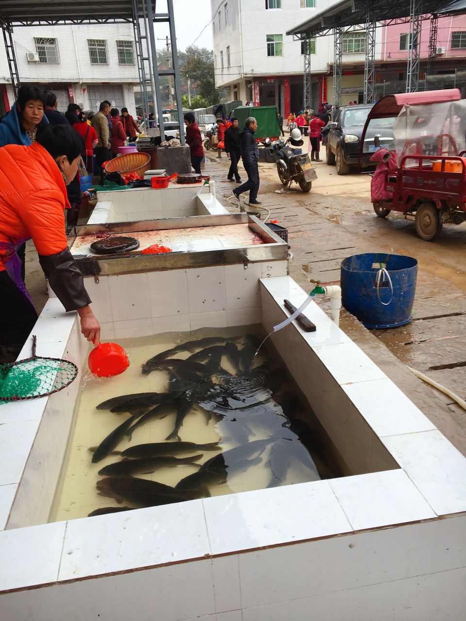 今天我去菜市场买鱼,看中了一条10斤左右的活鱼,打算拿回家自己处理.