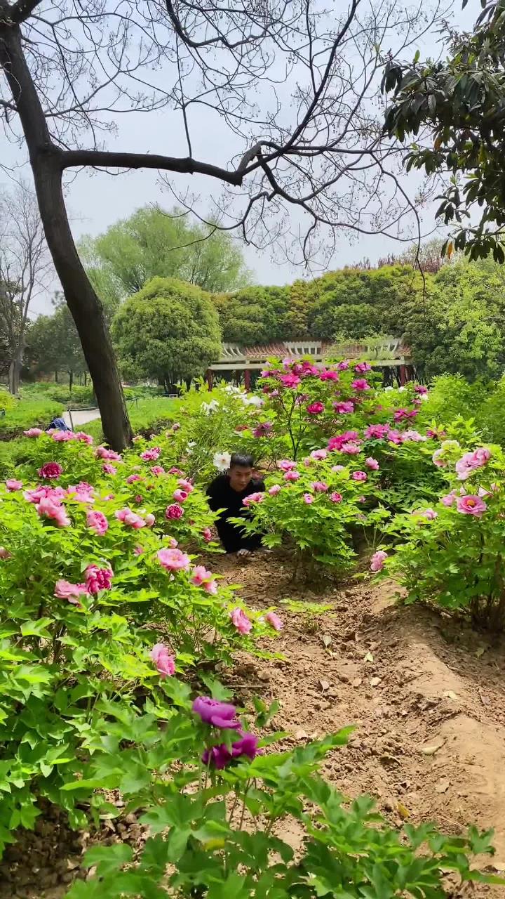 時隔一年我又來到了洛陽國家牡丹園牡丹花真美