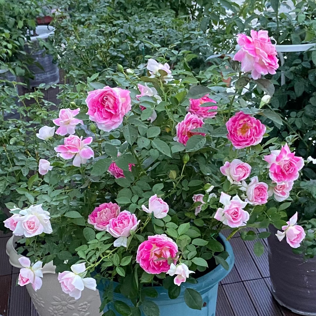 根西,月季世界一个很奇异的存在