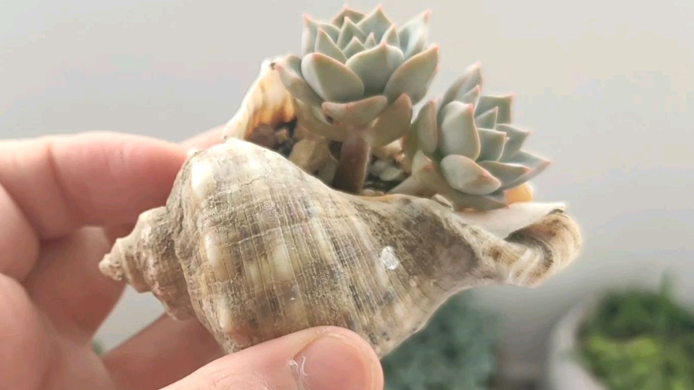 看一下种在海螺里的多肉吧!